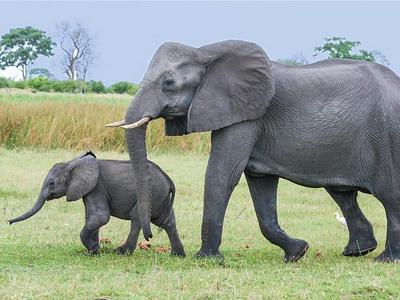 elephant 2923916 640