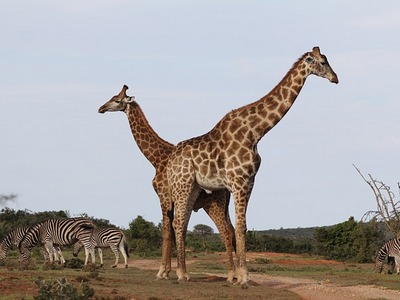 giraffes