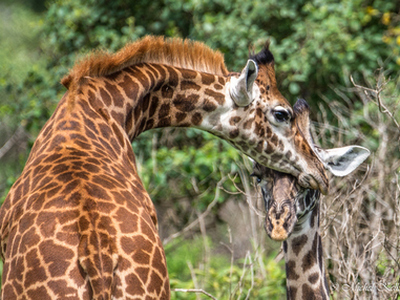 Arusha National Park 302