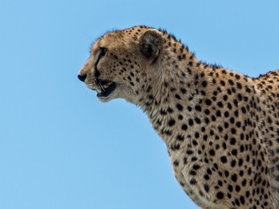 Serengeti National Park 1 322