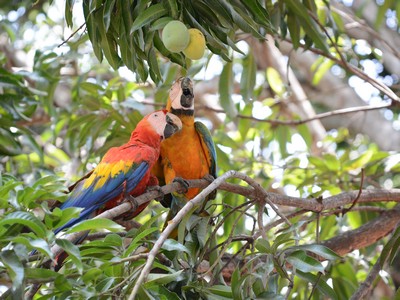 costarica4