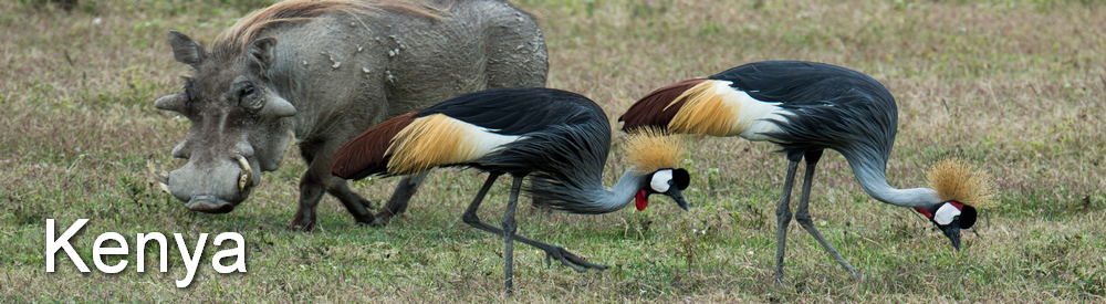 Ngorongoro Cratre 1 182