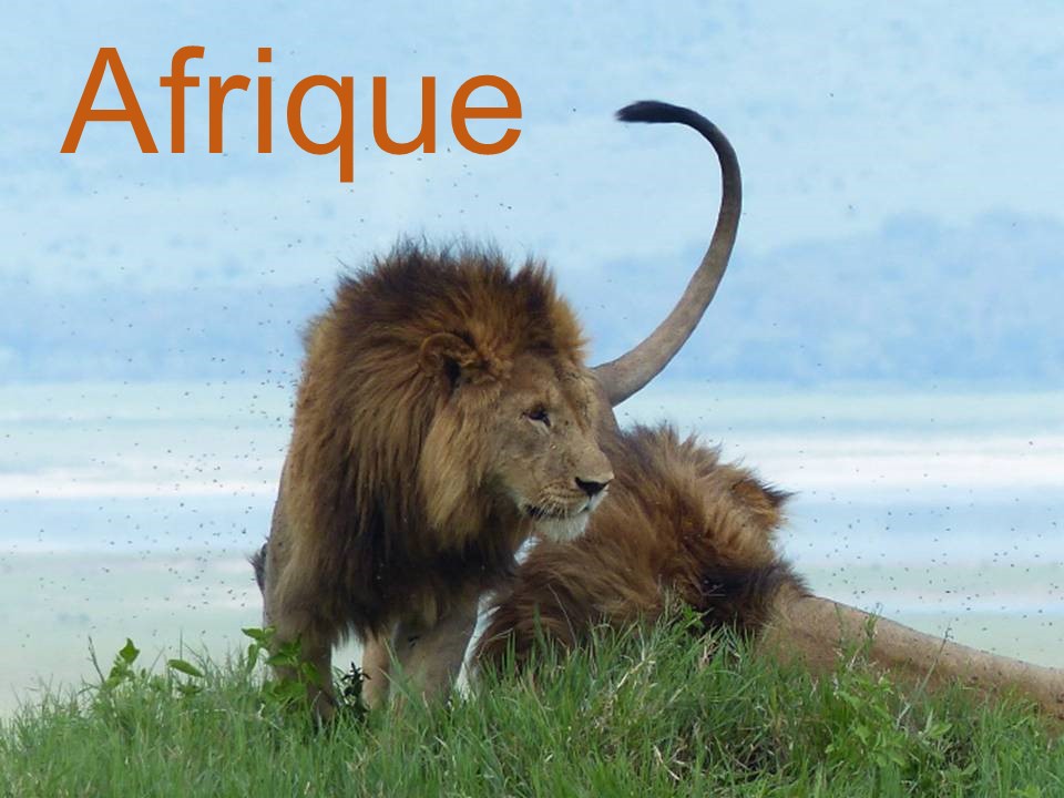 afrique