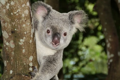 Australie2