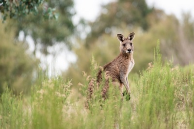 Australie3