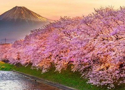 japonr