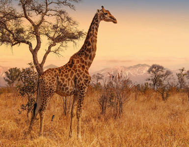 namibie